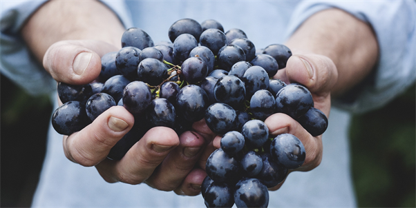 Zwei Hände, die Weintrauben halten.